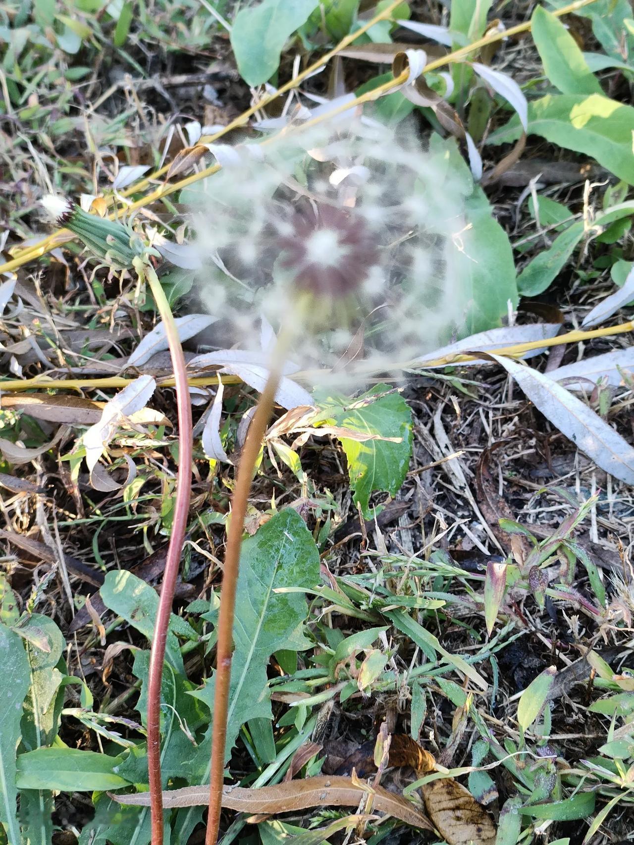 处处无家处处家，随风漂泊任天涯。
心中自有春长在，一任霜花并雪花。
这首《咏蒲公
