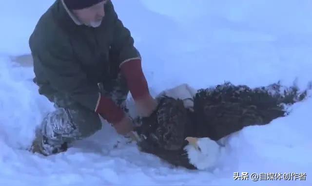 吉林珲春街头现座山雕闲庭信步，2026年3月21日的这一奇景火速出圈，相关内容斩