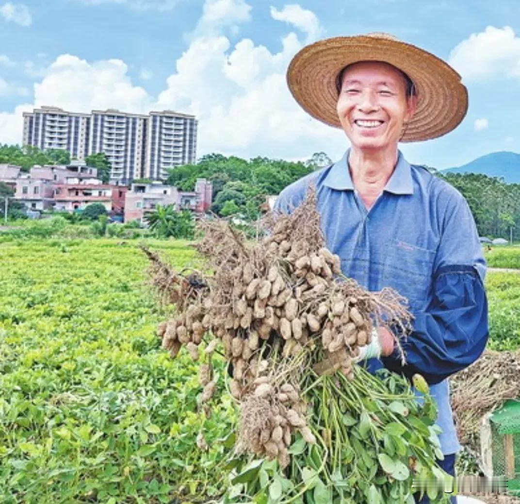 请问：河北花生的平均亩产量是？
答案：550斤左右

请问：山东花生的平均亩产量