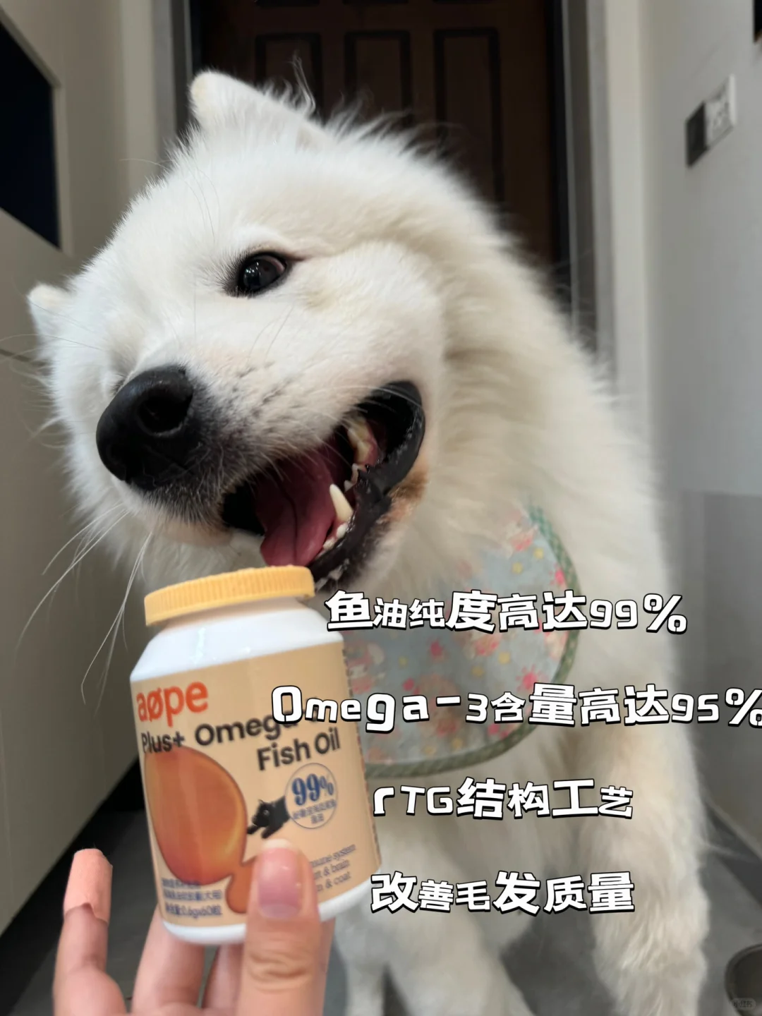 狗狗毛发养护有啥秘诀？鱼油吃✅事半功倍！