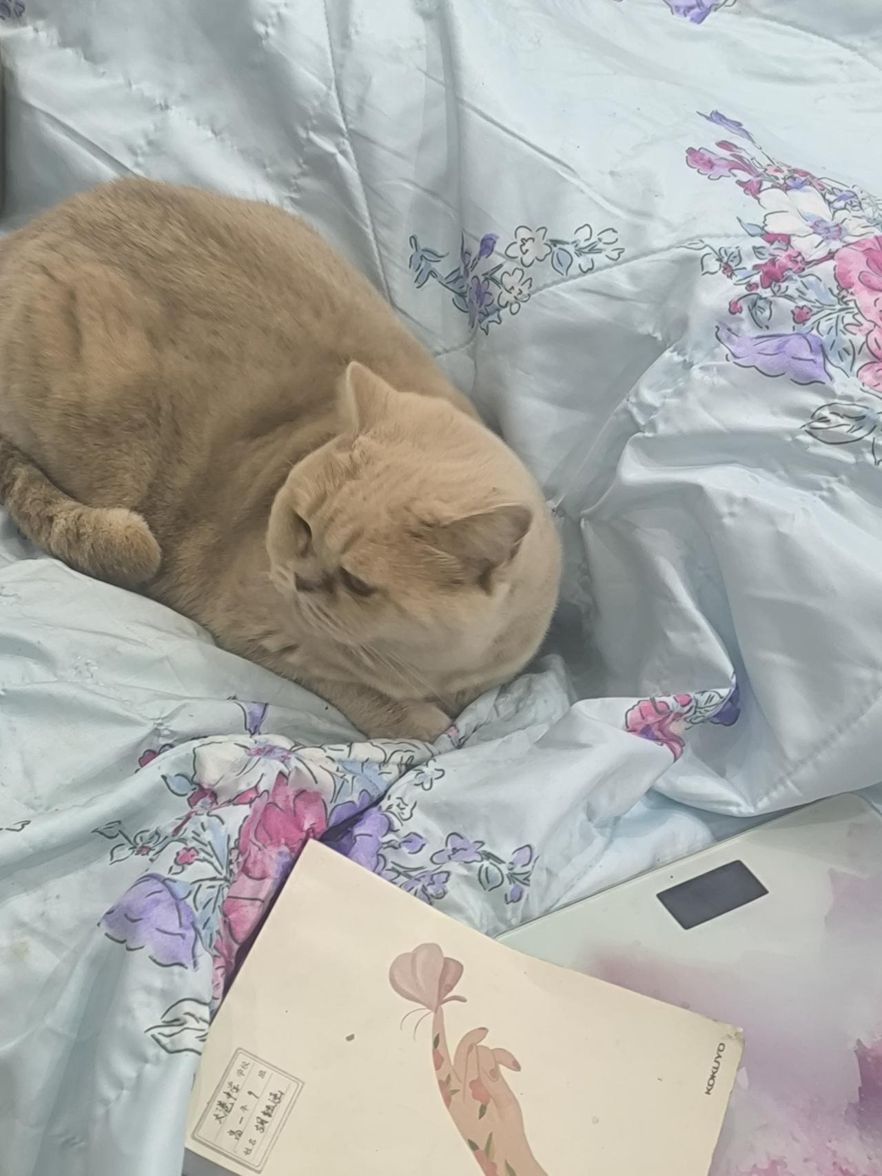 在沙发上“作秀”，既爱又恨[可爱]