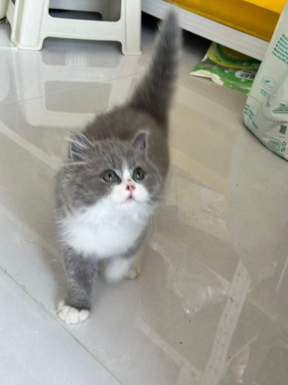 这小小猫出来长得比它爹妈好看多了。。。就是不知道为啥卷毛变成了直毛 
