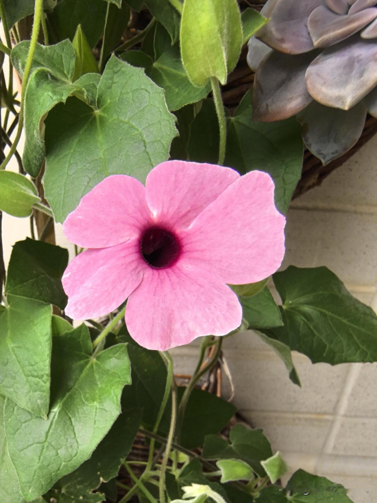 黑眼花
绿叶丛中，粉花妍丽
娇柔粉嫩，悄然绽放
细细赏之，美妙非常
心旷神怡，大