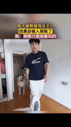 狗子被怂恿怼女主人，转头惨遭人类背刺！狗狗🐶：这是人干的事吗？😡