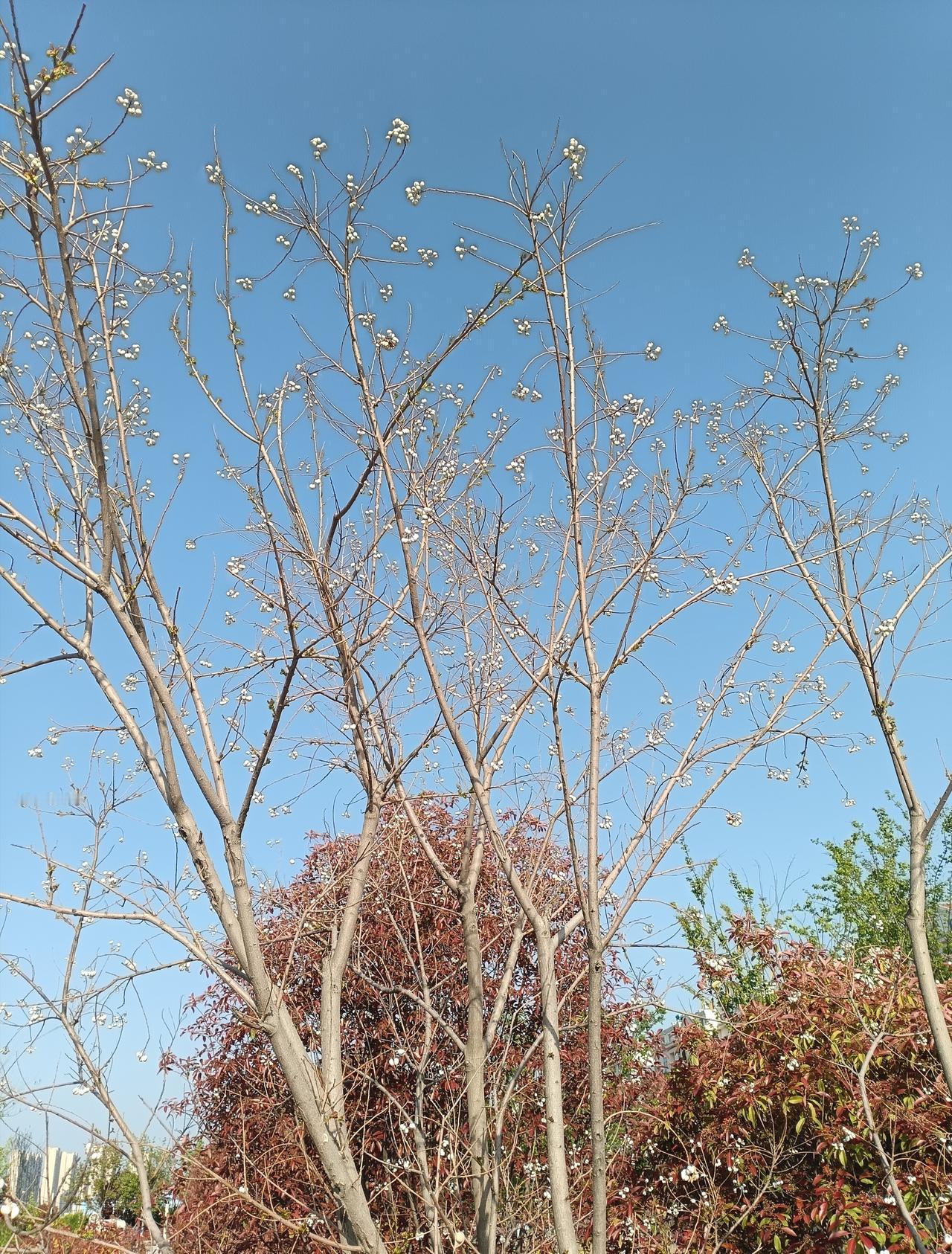 蓝天澄澈如洗，几株乌桕的疏枝上缀满了莹白的白果，衬着后方嫣红的叶丛，晕开春日里清