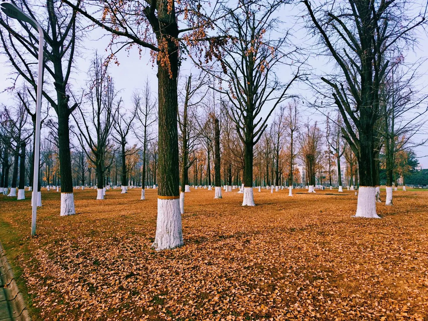树的治愈感
