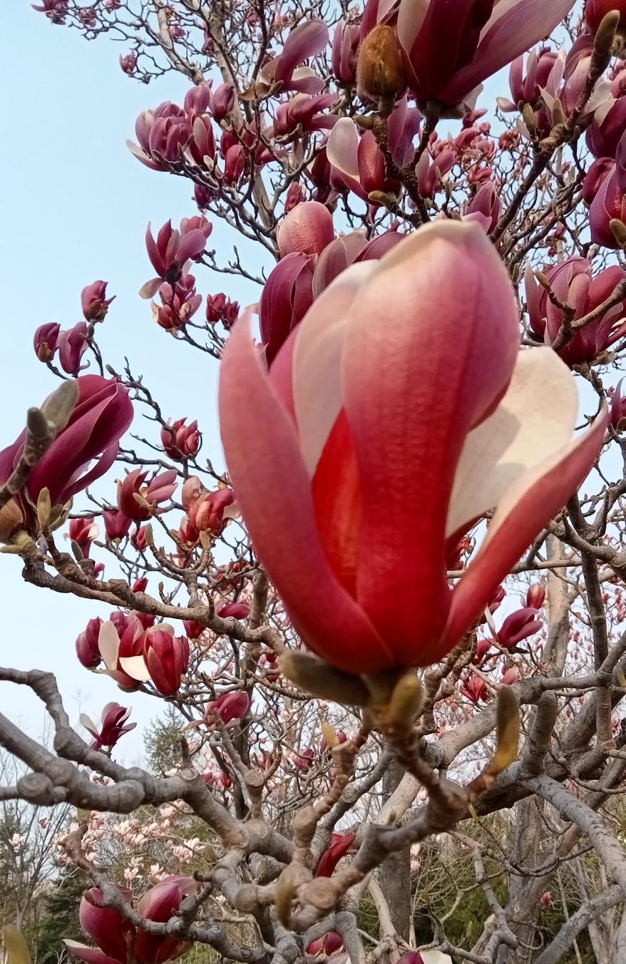 可以看看你拍的玉兰花？