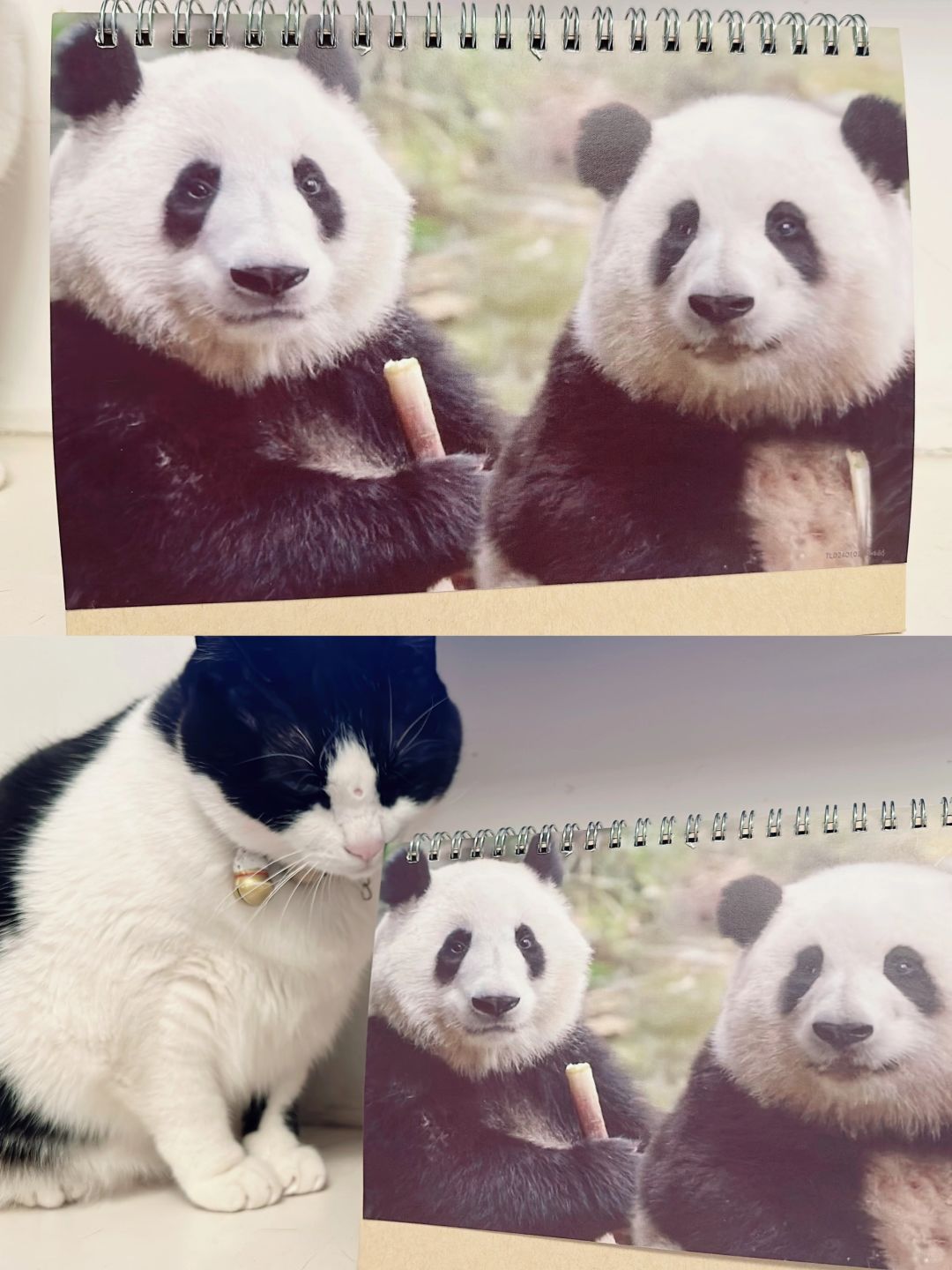 熊猫花花日历📅到啦 必须分享