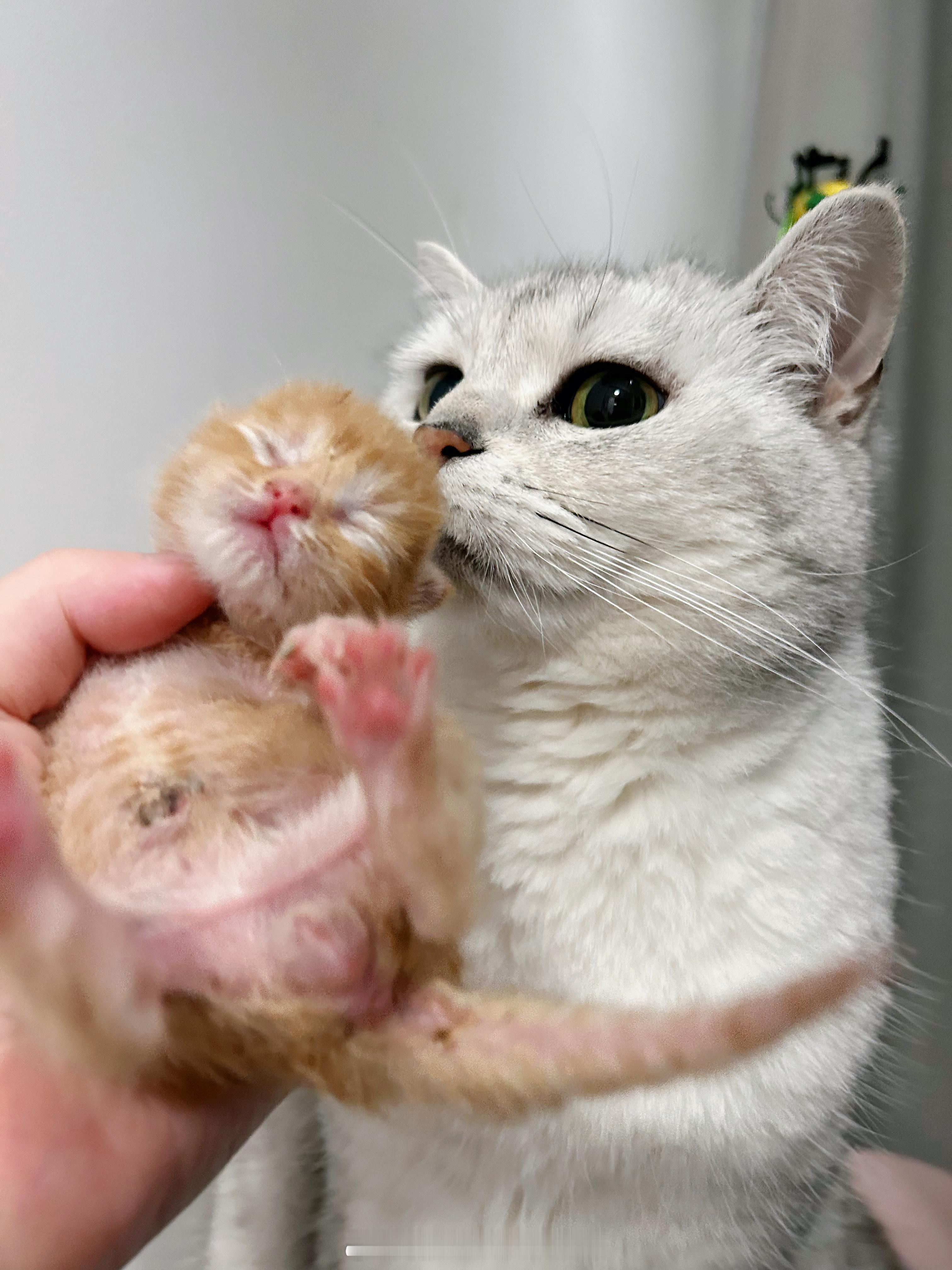 给年糕幼小（？）的心灵来一点子震撼[笑cry]#年糕才不要小鱼干[超话]##小奶