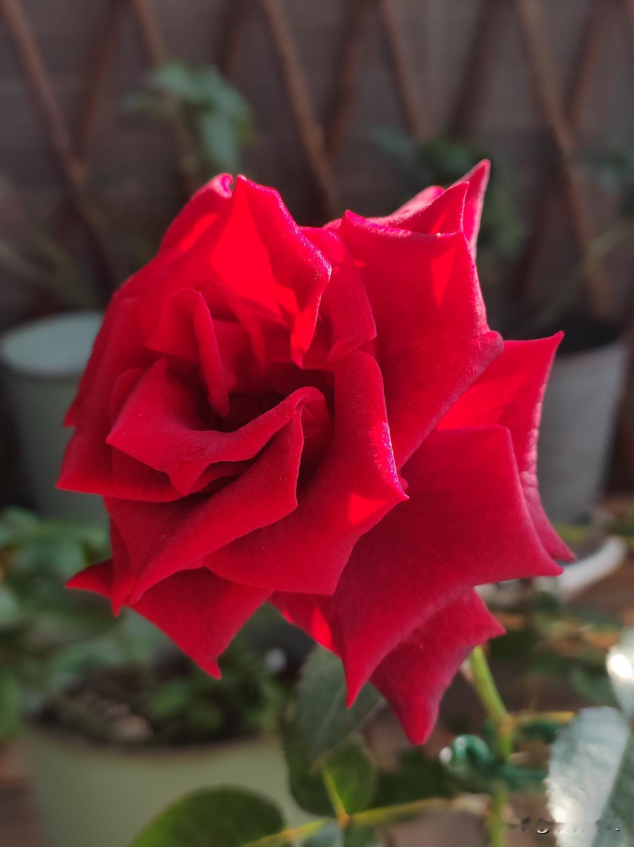 我家阳台上的月季花。
红艳似火，黑魔术红玫瑰。