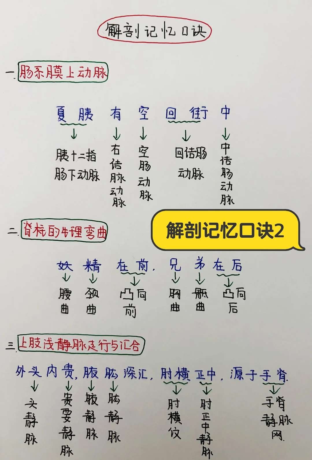今日学习打卡——解剖记忆口诀2