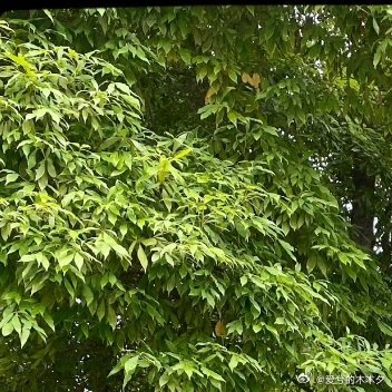这个世界上不是非黑即白的，太阳底下都还有阴影呢。如果把这个世界比作一个农场，那我