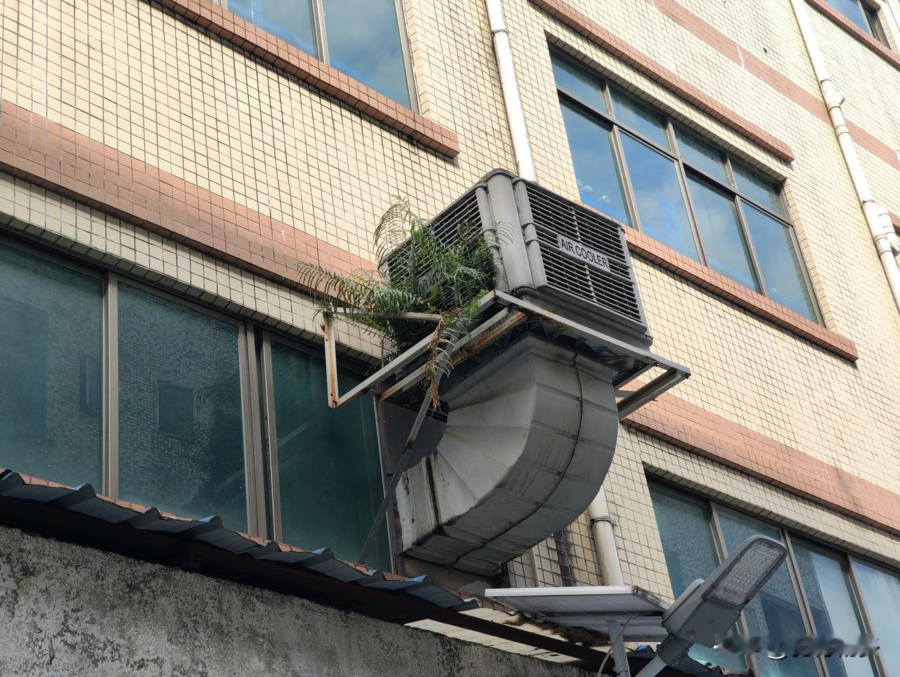 晒图笔记大赛东莞是个生机勃勃瓜城市，就植物的生命力都顽强无比。这台二楼窗外的铁皮