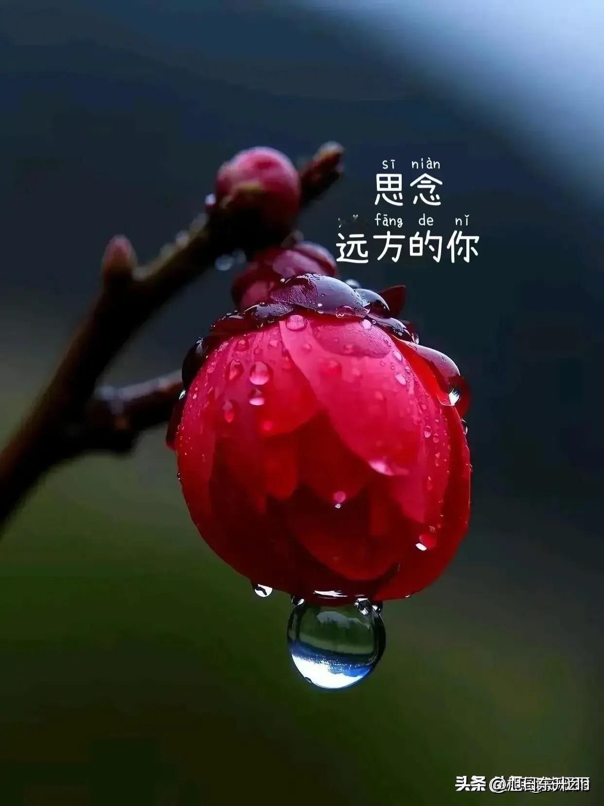 亲爱的
你的那张
沐浴后的照片
娇艳欲滴
瞬间丝滑
一直珍藏在我的心里
始终不敢