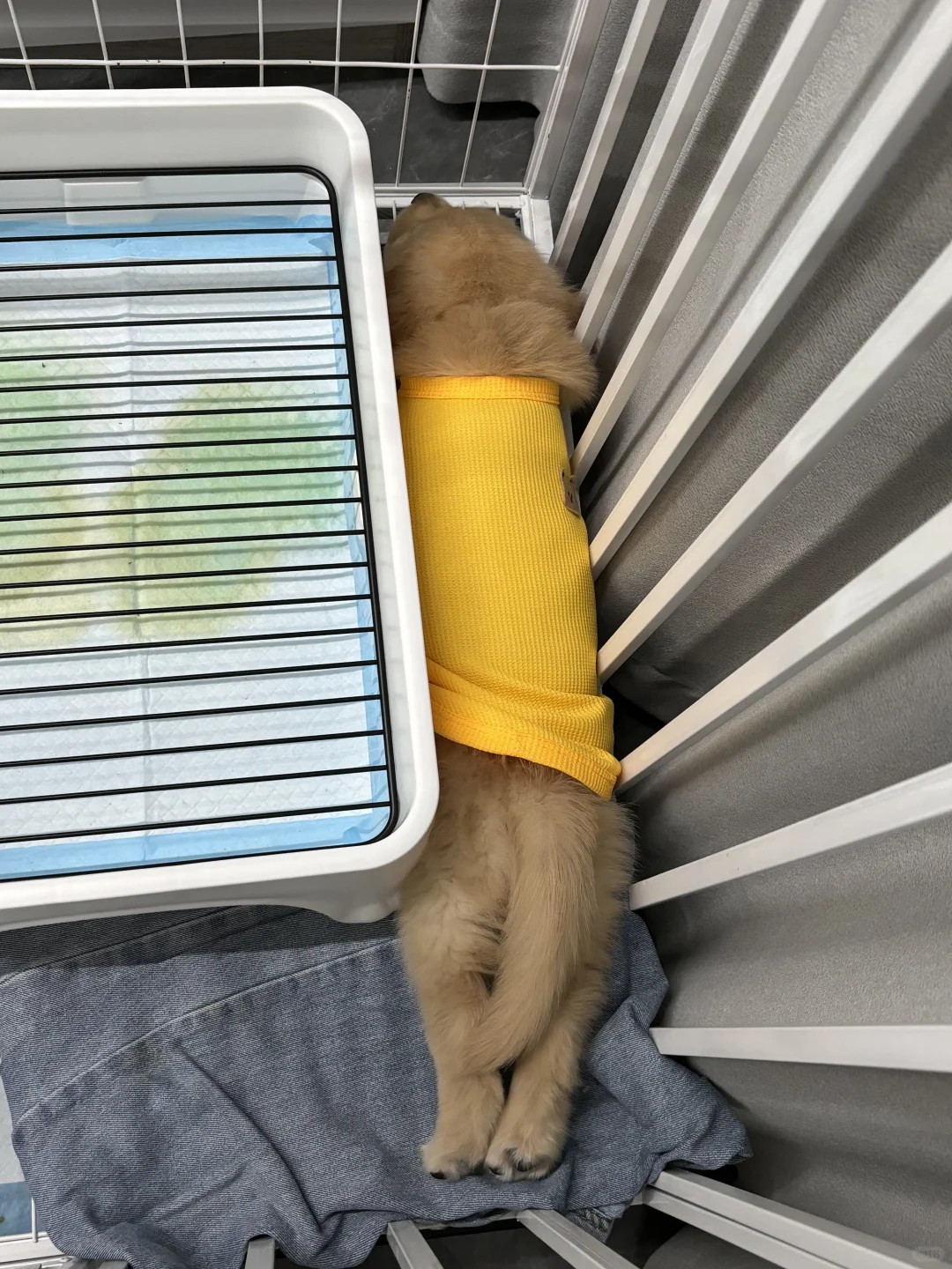 要来一根芝士热狗吗🧀🌭