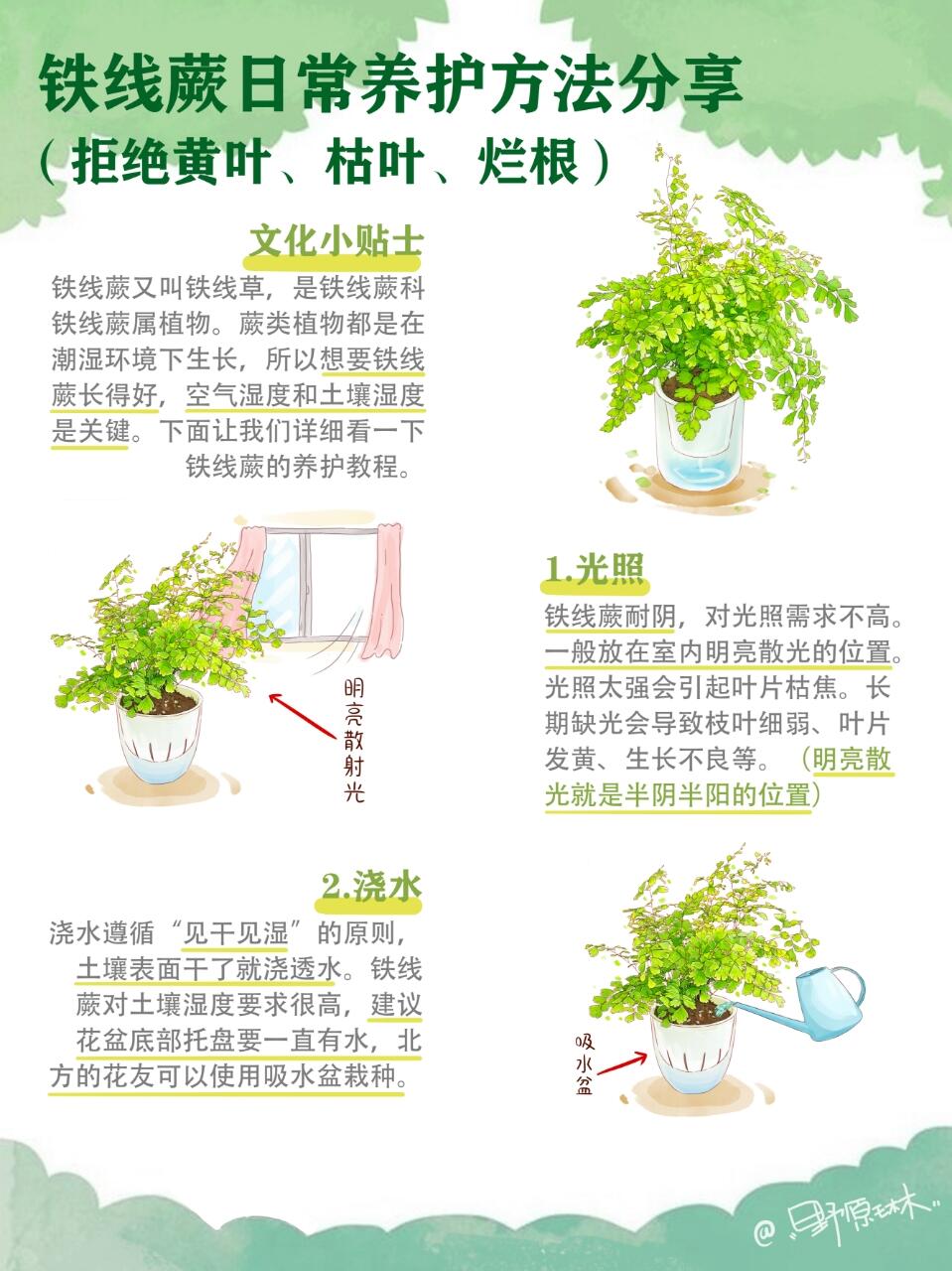 铁线蕨日常养护方法分享