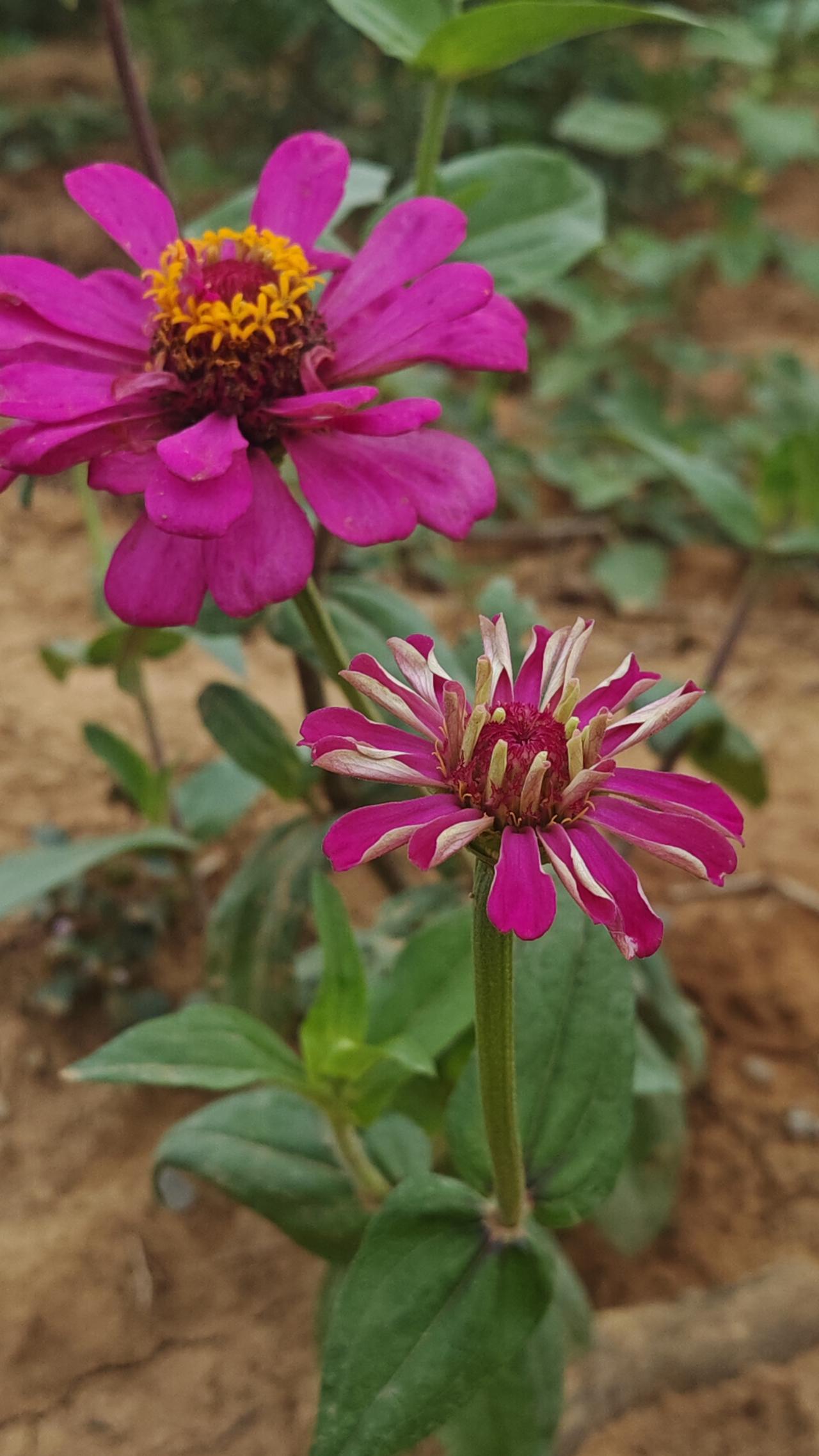 《绽放在深秋的百日菊》（手机摄影）