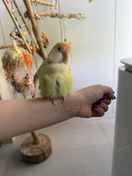 什么是鸟鸟的安全感