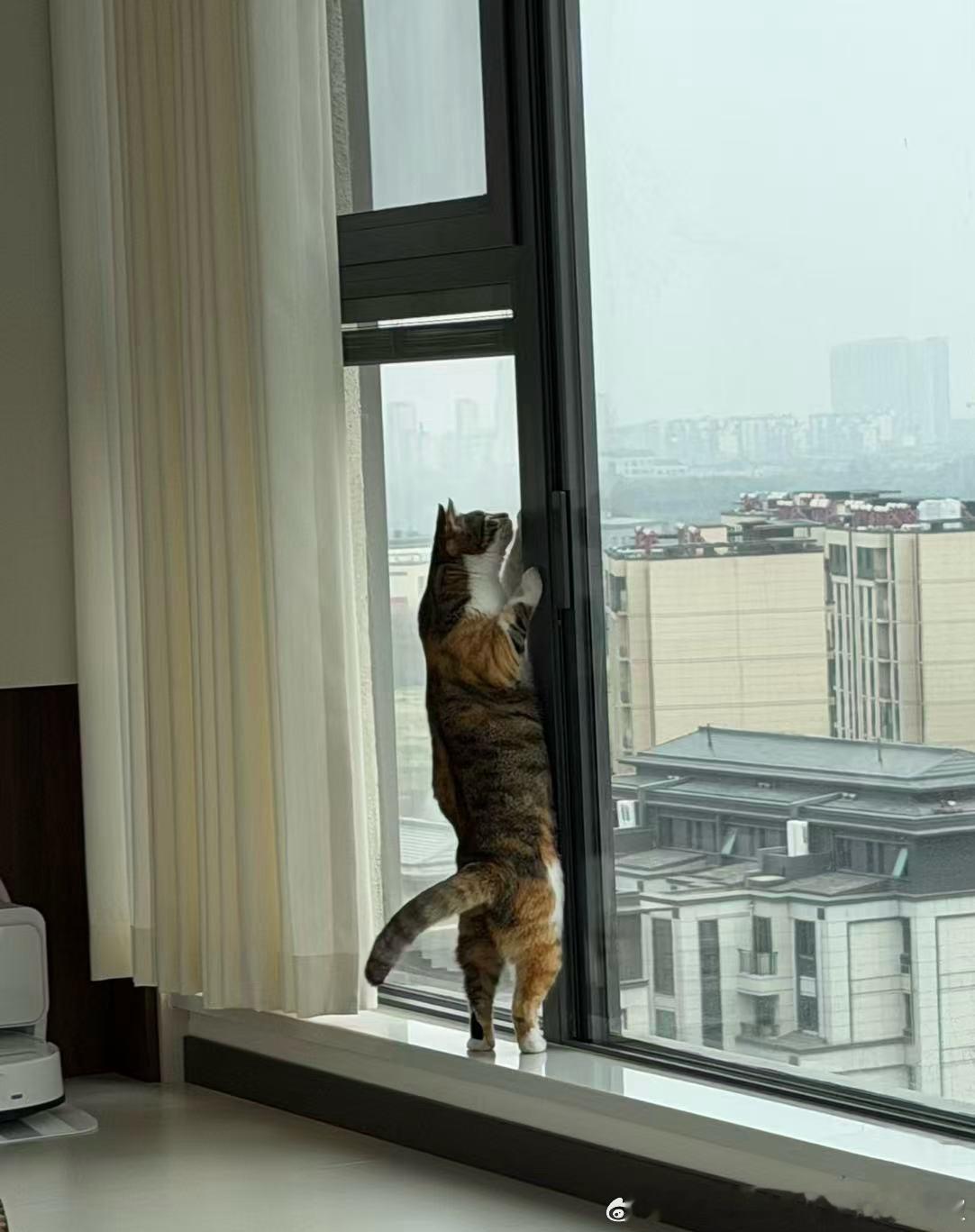 看了个小奶猫喝奶的视频。看得我一直在笑，重复看了好多遍。不，我不喜欢奶猫，我不能