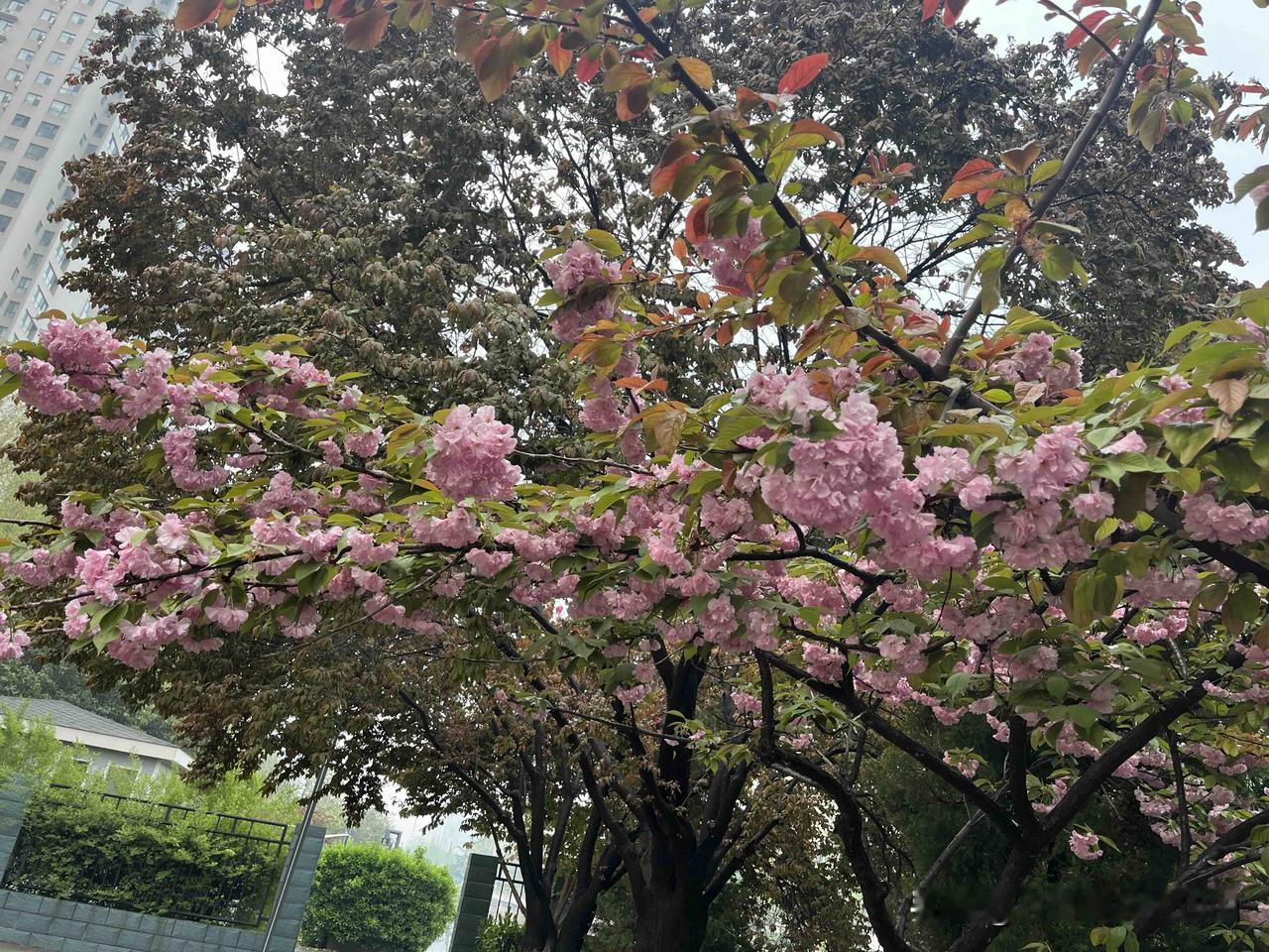花团锦簇的樱花如何应对春雨？

昨晚一夜雨。
早晨出门觉得一切都那么干净。
确实