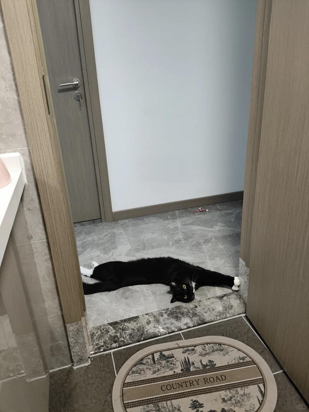 奶牛猫：you shall not pass !