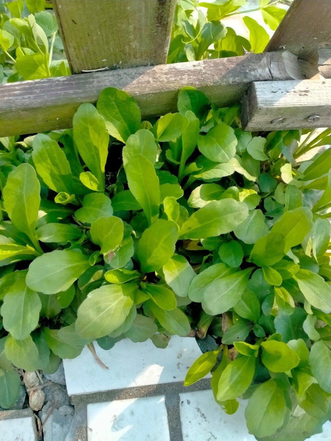 正是吃马兰头的季节 ​​​