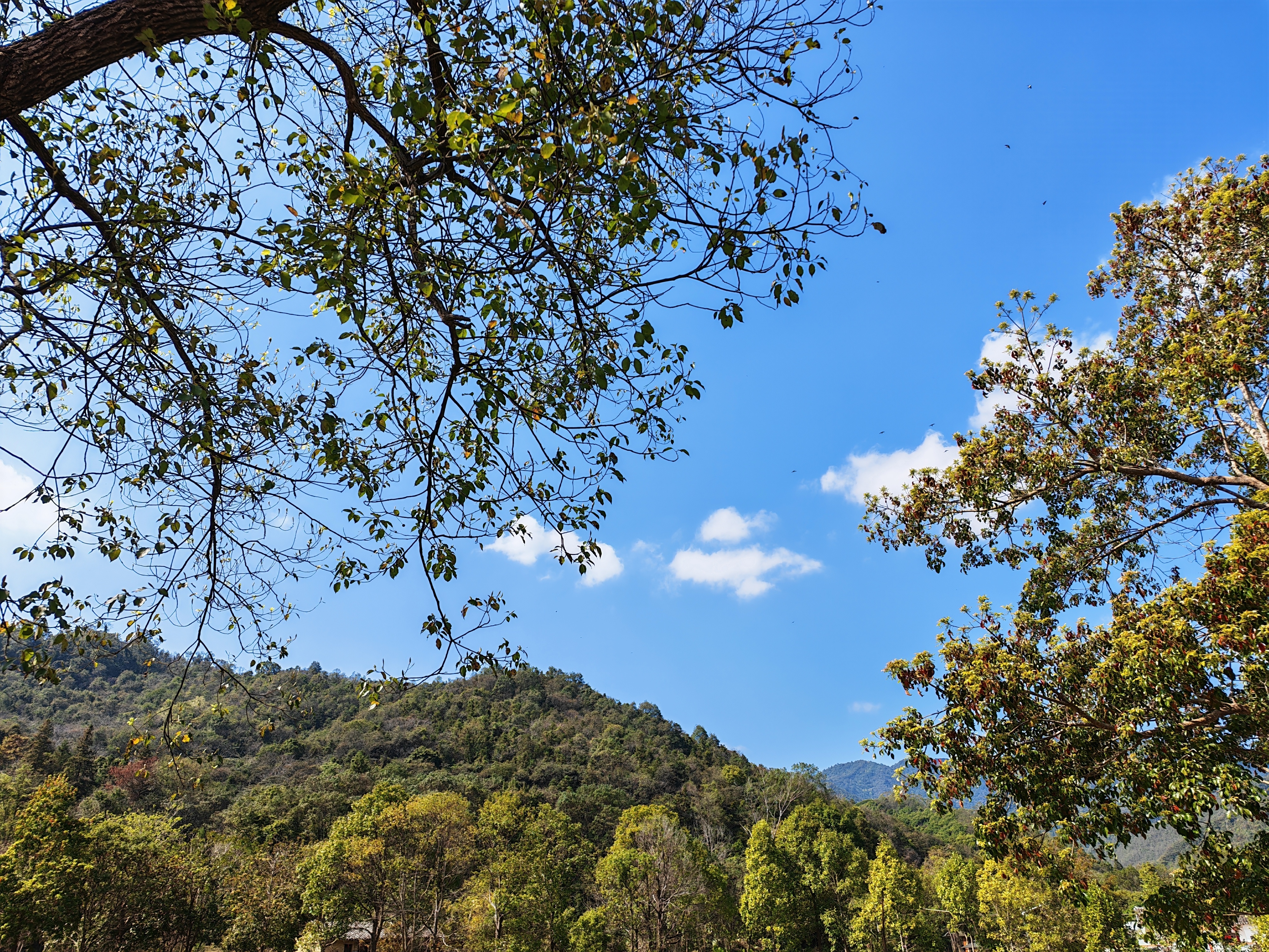 烟火气与自然交织🍚 惠州·鸡笼山林场