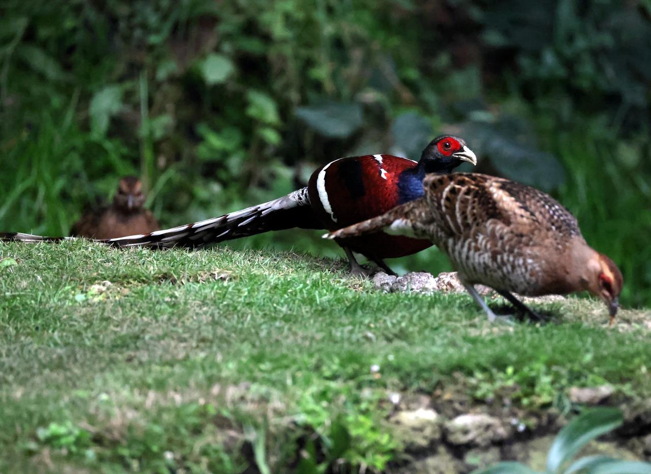第一次见就拍到了国家一保黑颈长尾雉！
今冬“三九”的寒风中，我第一次专程去滇西北