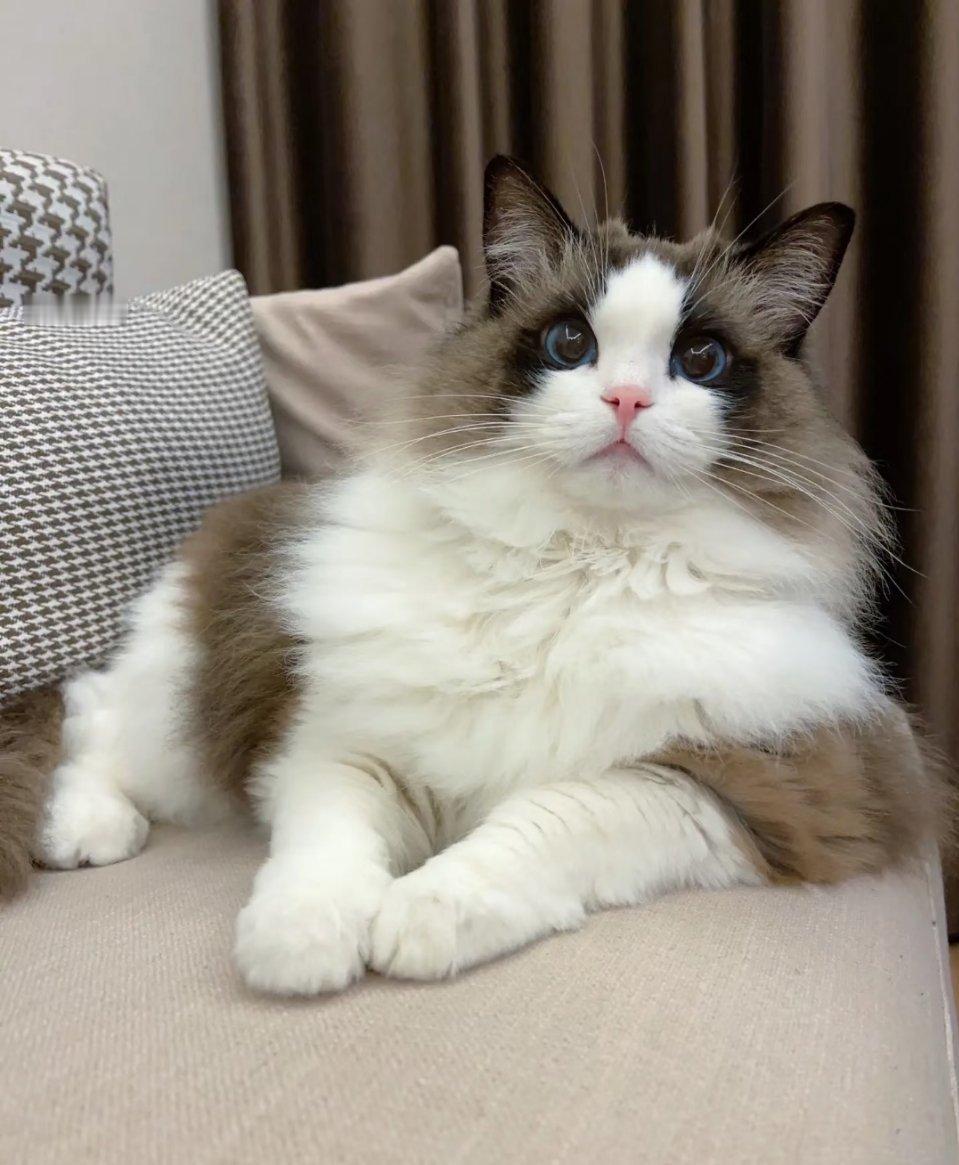 好好养宠的一年宠物年度结算：毛孩治愈的暖心时光🐾家人们，又到给毛孩做年度总结啦