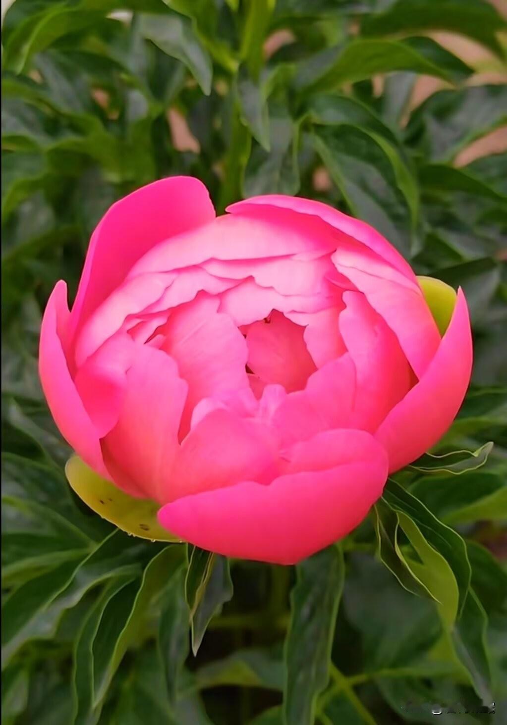 喜迎新年，祝福大家：事事如意！祝愿每一个人都能在新的一年里，拥有无尽的福气和好运