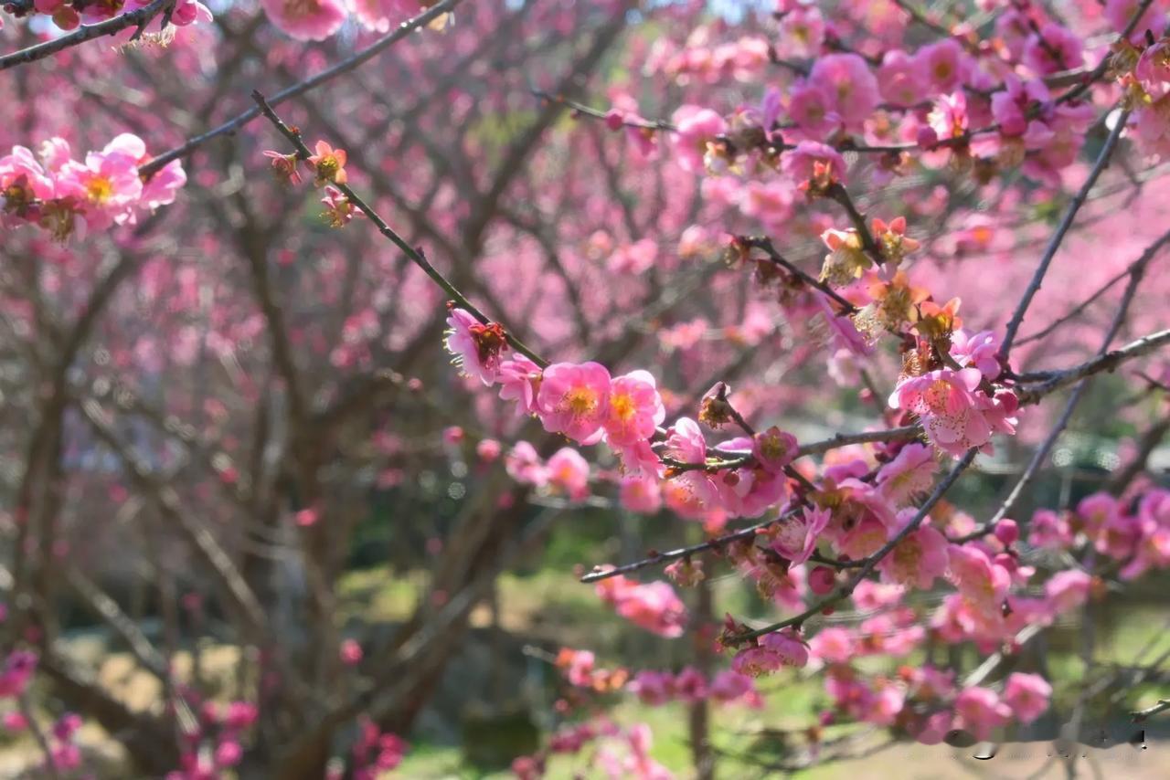 【梅染荆溪 暗香盈袖】
🌸白梅似雪落青溪
🌿苔枝缀玉缀寒漪
​——荆溪赏梅有