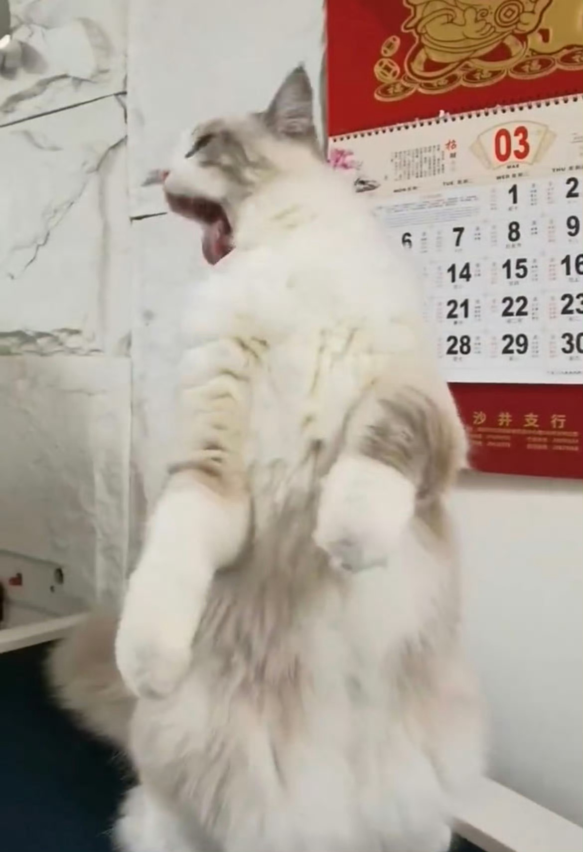 小猫的长相就是人类化妆的方式那倒也不一定