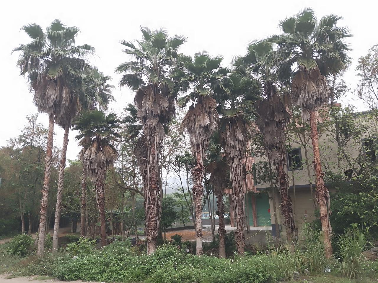 你听过最骗人的谎言是什么?
我听过的最大谎言有两个：第一个是“莫言是敢说真话的作