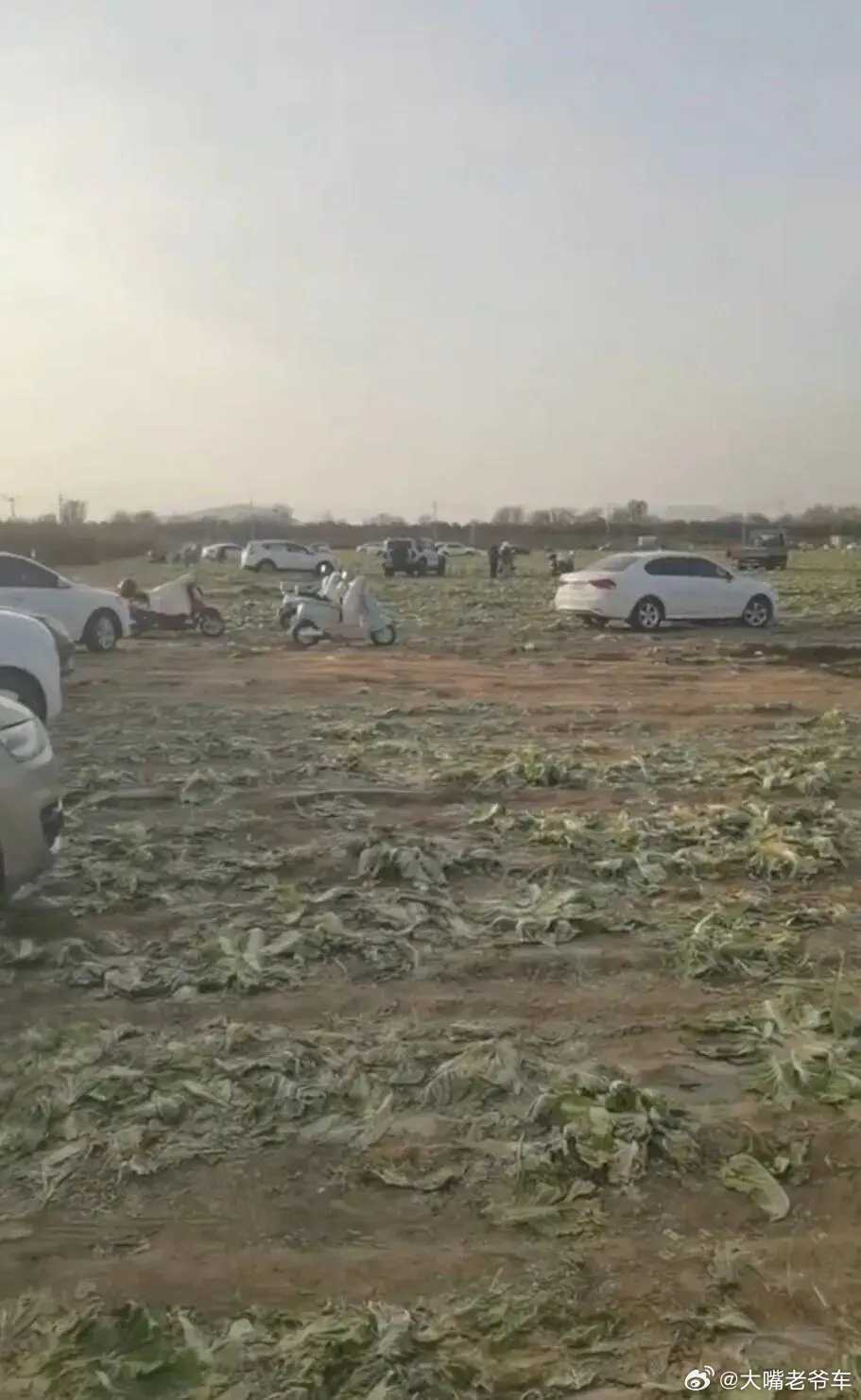 菜农二百亩待收白菜遭800人哄抢 事出突然必有妖：这事儿恐怕没那么简单突然来80