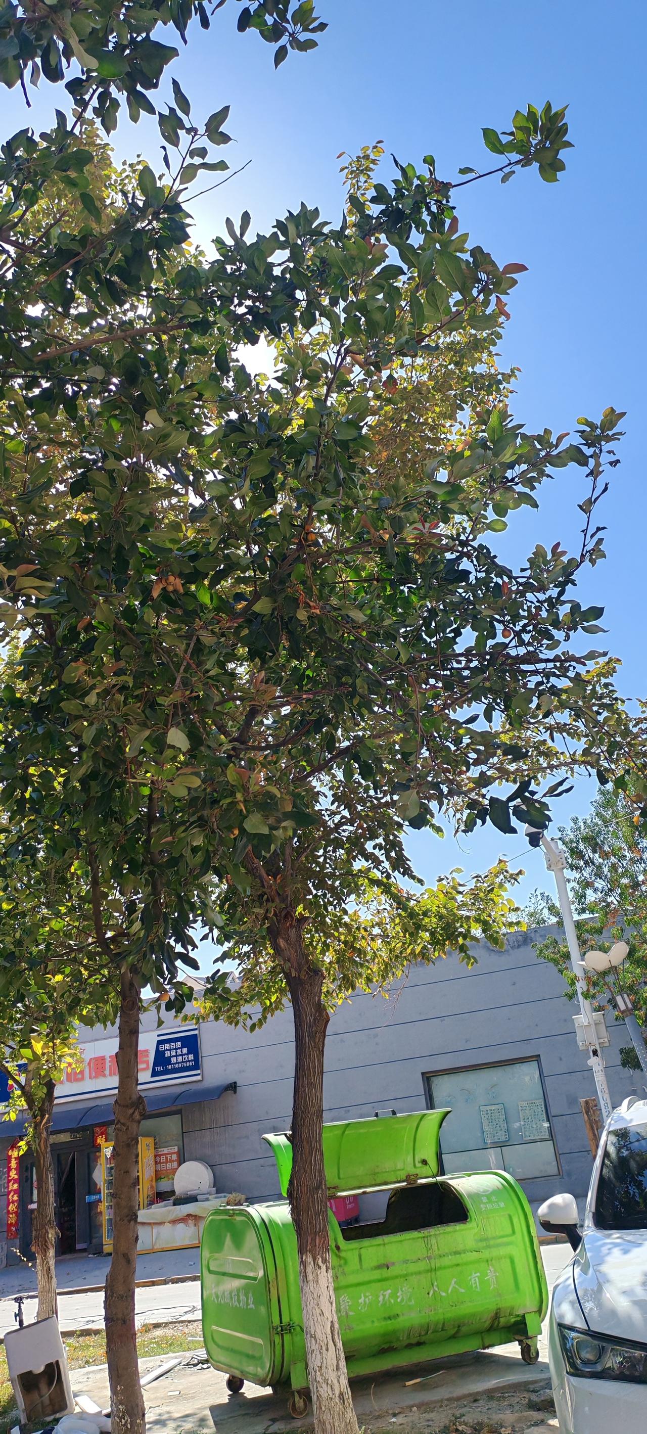 我心里最佩服的乒乓球明星就是马龙。
 
我文化不高，就说几句实在心里话。马龙打球