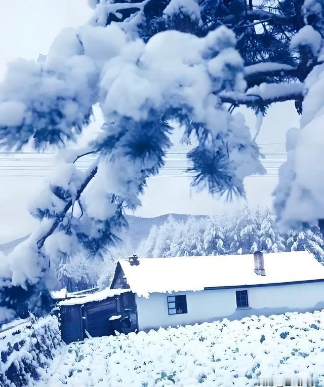 雪天雪地雪茫茫 

雪风雪雨雪更狂

 雪山雪树雪银妆 

雪野雪景雪飞扬