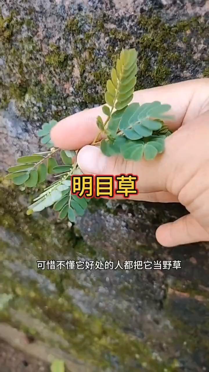 明目草。
注意看，墙上长着这种植物可得好好认识。它可是世上特别珍贵的中草植物，可