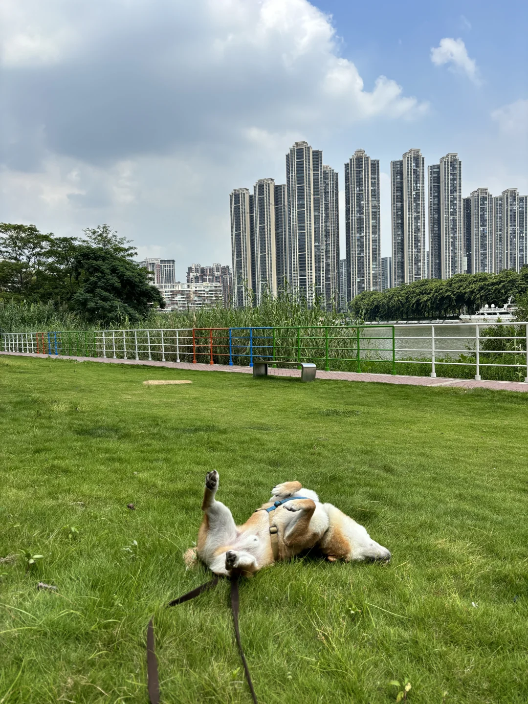 小狗在哪都很开心呢！