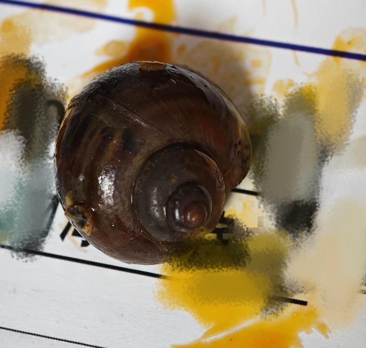 【玉林某超市买的田螺吃出疑福寿螺】近日，网友爆料称：玉林市某大型超购买购买了一份