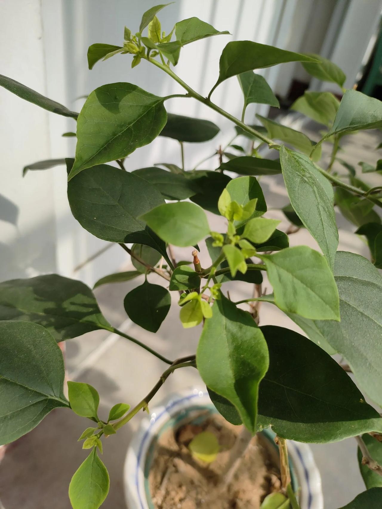 #记录秋日生活点滴#
#退休爱生活# 
三角梅绿樱这是要开花的节奏啦！等花全开后