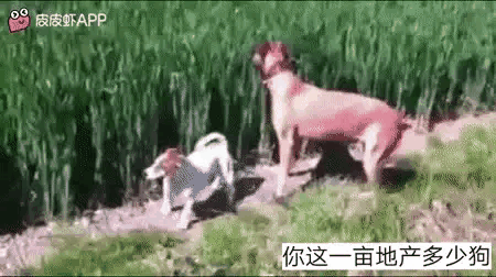 哎呀我去，这狗子怎么跟袋鼠似的[思考]