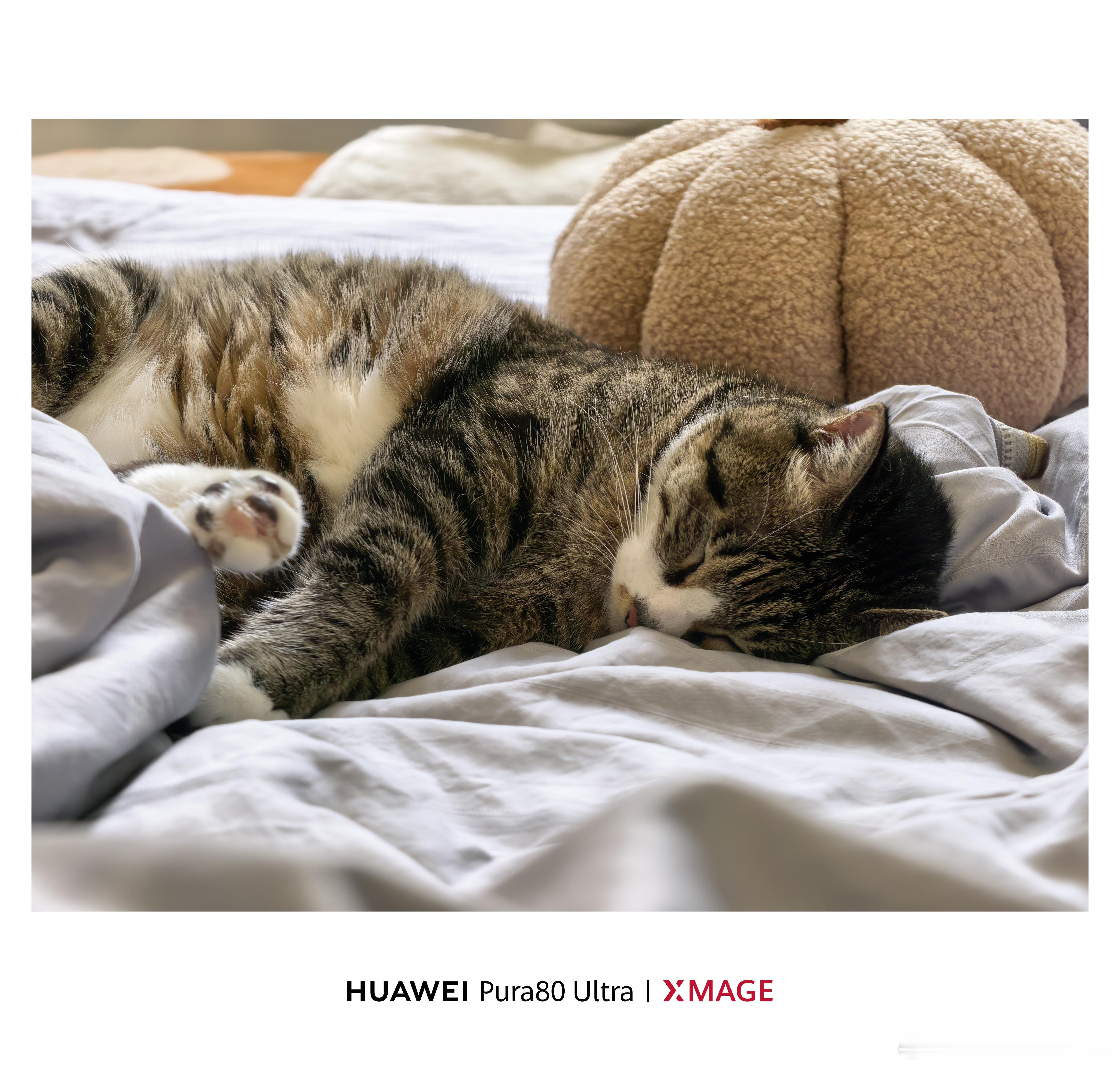 喵悟空在床上睡得太香了[白眼] ​​​