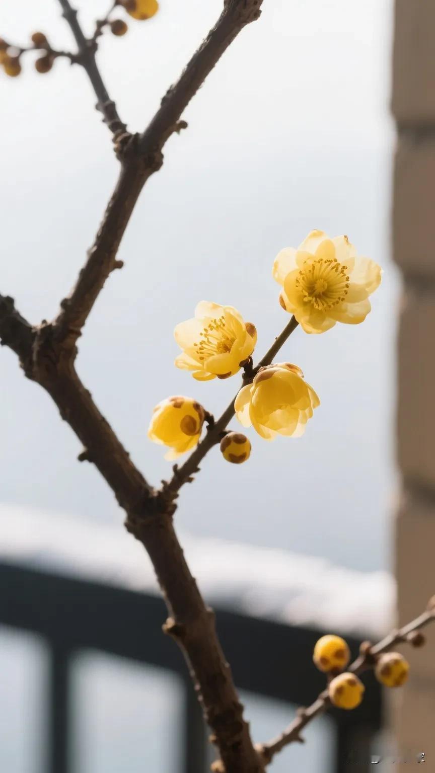 《冬天婆婆总把阳台当“储物间”？我摆了两盆花，她主动清出半片地》
 

婆婆爱囤