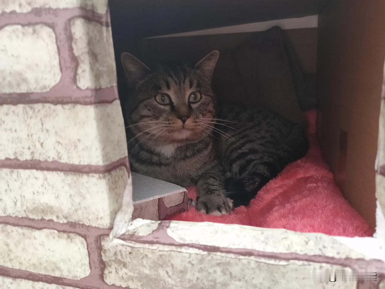 不会。我兄弟几年前做过几个月外卖，实在太辛苦了，每天象拼命一样，奔跑在大街小巷，