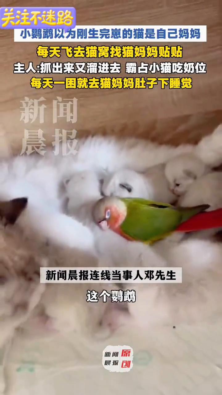 鹦鹉：你就是我选的恒温新妈妈。
小鹦鹉以为刚生完崽的猫是自己妈妈，每天飞去猫窝找