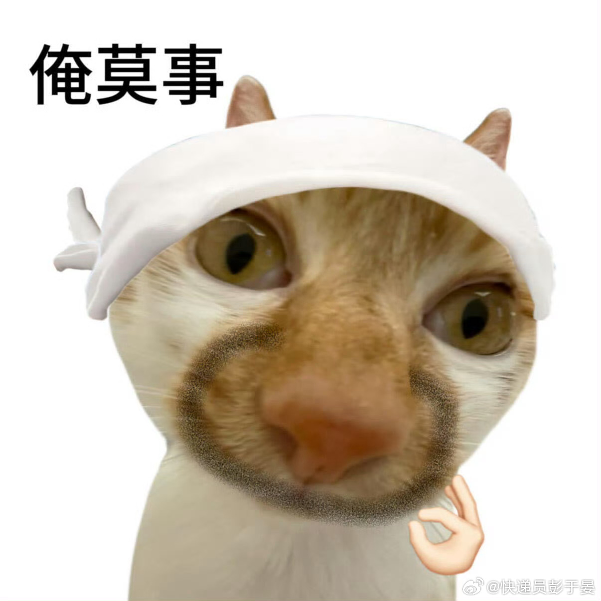 被班味腌入味的小猫be like 