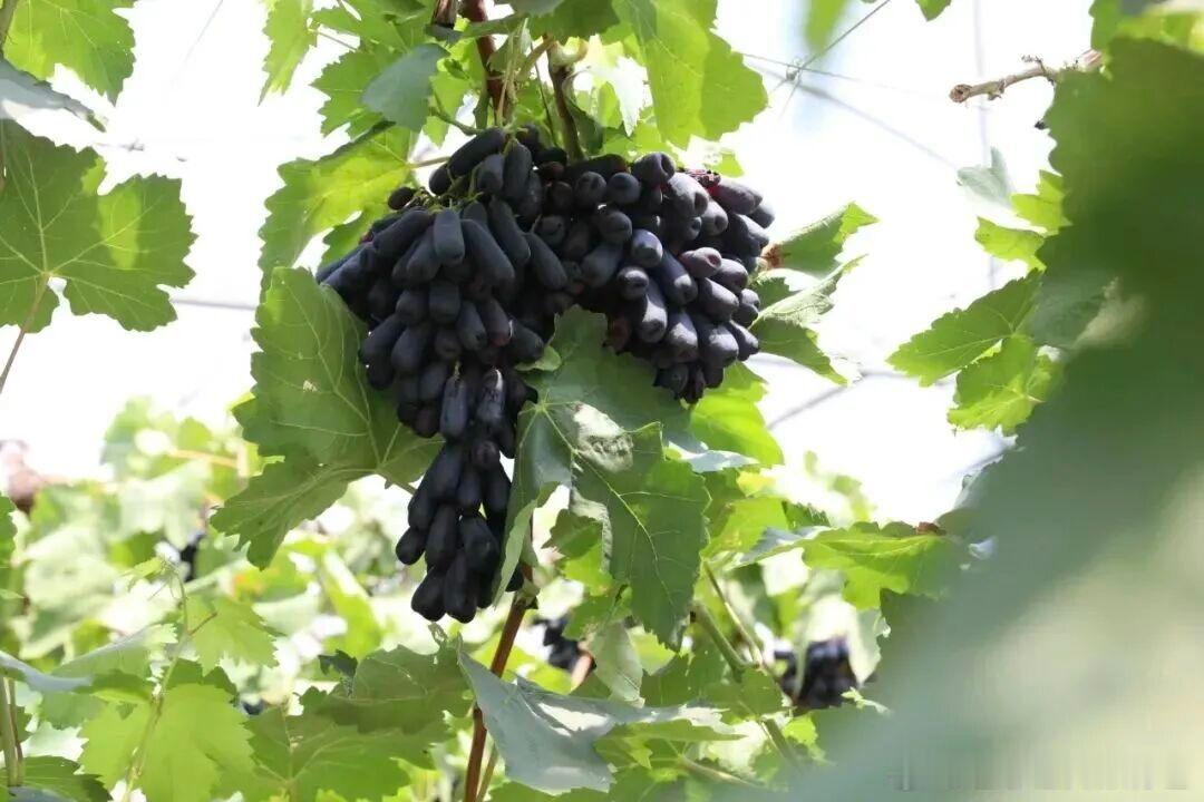 谁懂！苏州时令美食，鲜甜整个盛夏🍇相城区、吴江葡萄园迎来丰收，夏黑、巨峰、阳光