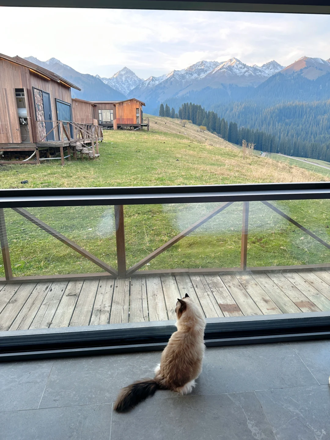 起猛了，一睁眼和小猫一起看到日照金山了