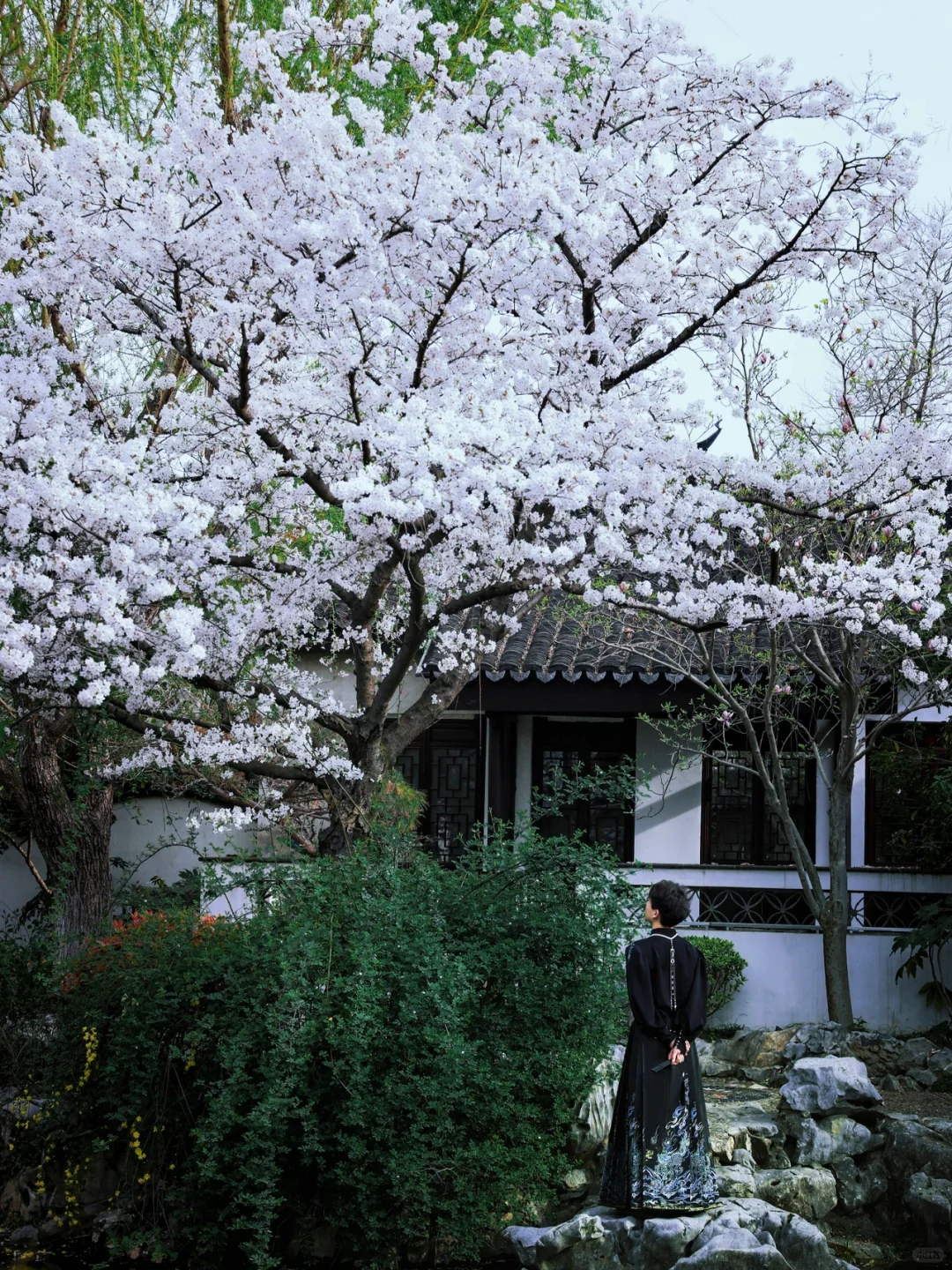 比起鼋头渚🌸我还是更爱无锡这个小众古镇💗