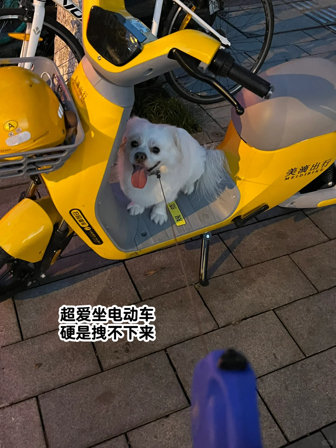 单身养狗人Plog🧩